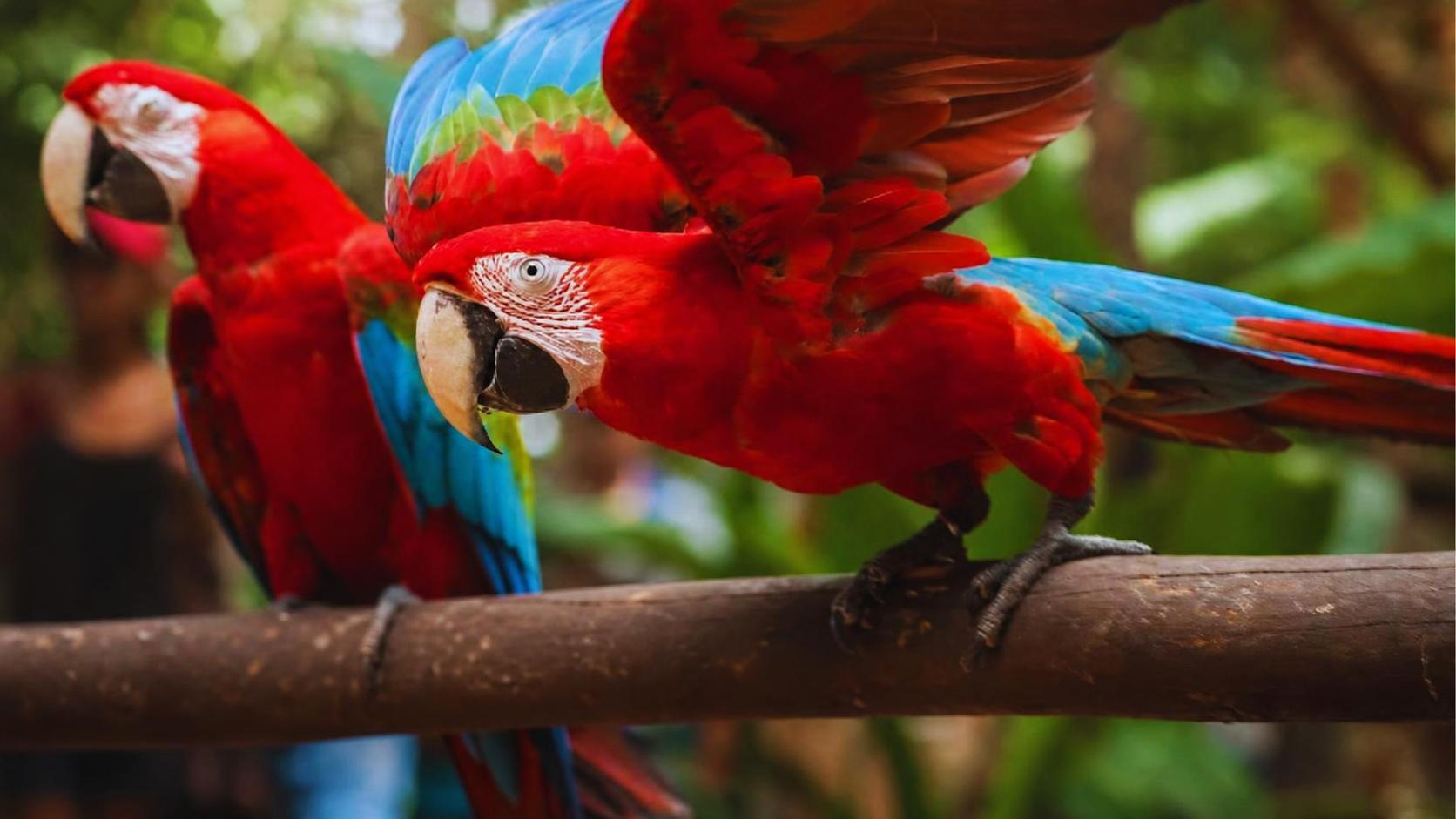 Parque das Aves